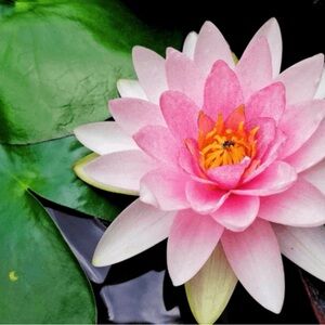 Chic Pink Midi Dress